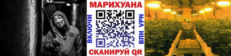 Конопля Bruce Banner Терек